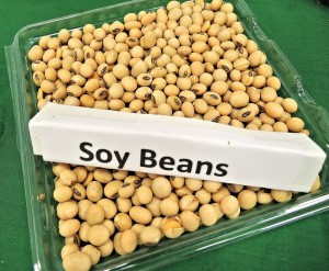 soy_beans