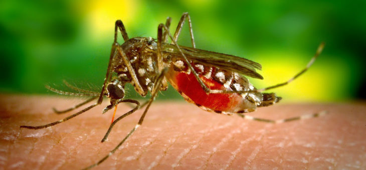 The Zika Virus Isn’t New This Year