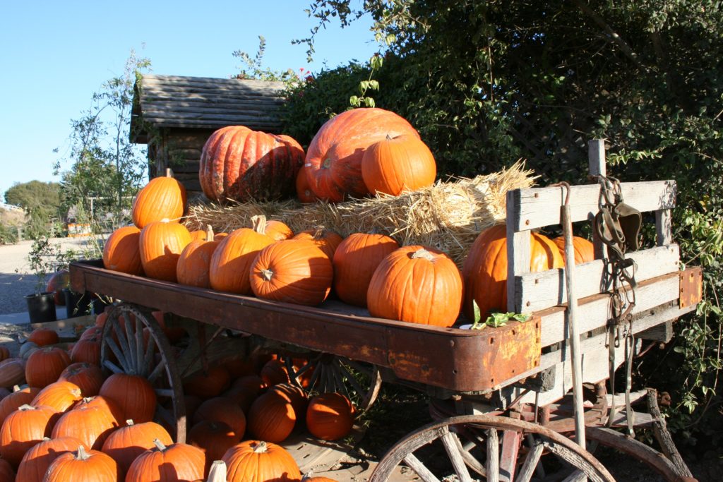 i-love-october-pumpkin-season