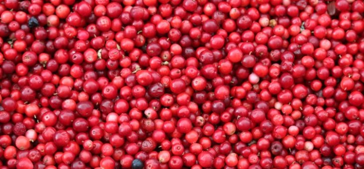 Cranberry – A Powerful Nutrient