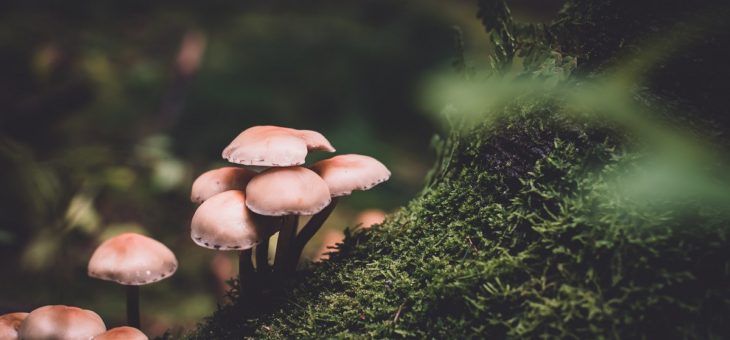 Mushrooms the New Super Food