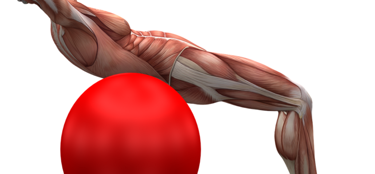 Muscle Improves Sarcopenia
